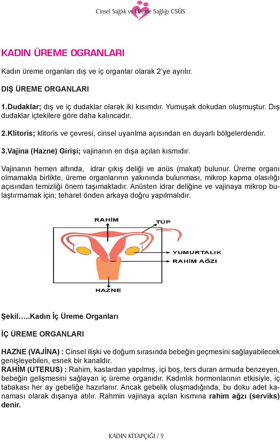 Vajinanın hemen altında, idrar çıkış deliği ve anüs (makat) bulunur.