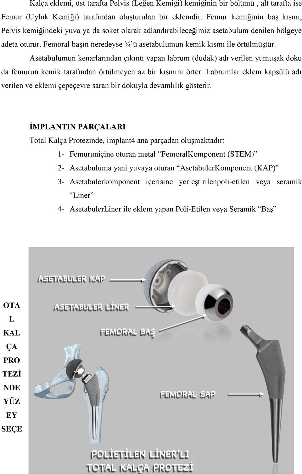 Femoral başın neredeyse ¾ ü asetabulumun kemik kısmı ile örtülmüştür.