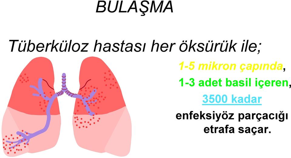 1-3 adet basil içeren, 3500