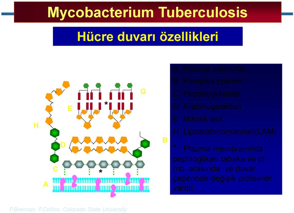 Lipoarabinomannan(LAM) * : Plazma membranında, peptitoglikan tabaka ve pl. mb.