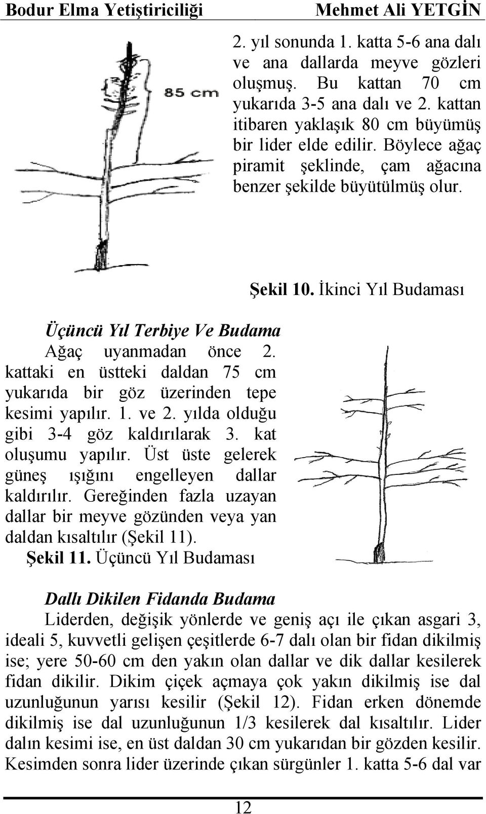 kattaki en üstteki daldan 75 cm yukarıda bir göz üzerinden tepe kesimi yapılır. 1. ve 2. yılda olduğu gibi 3-4 göz kaldırılarak 3. kat oluşumu yapılır.