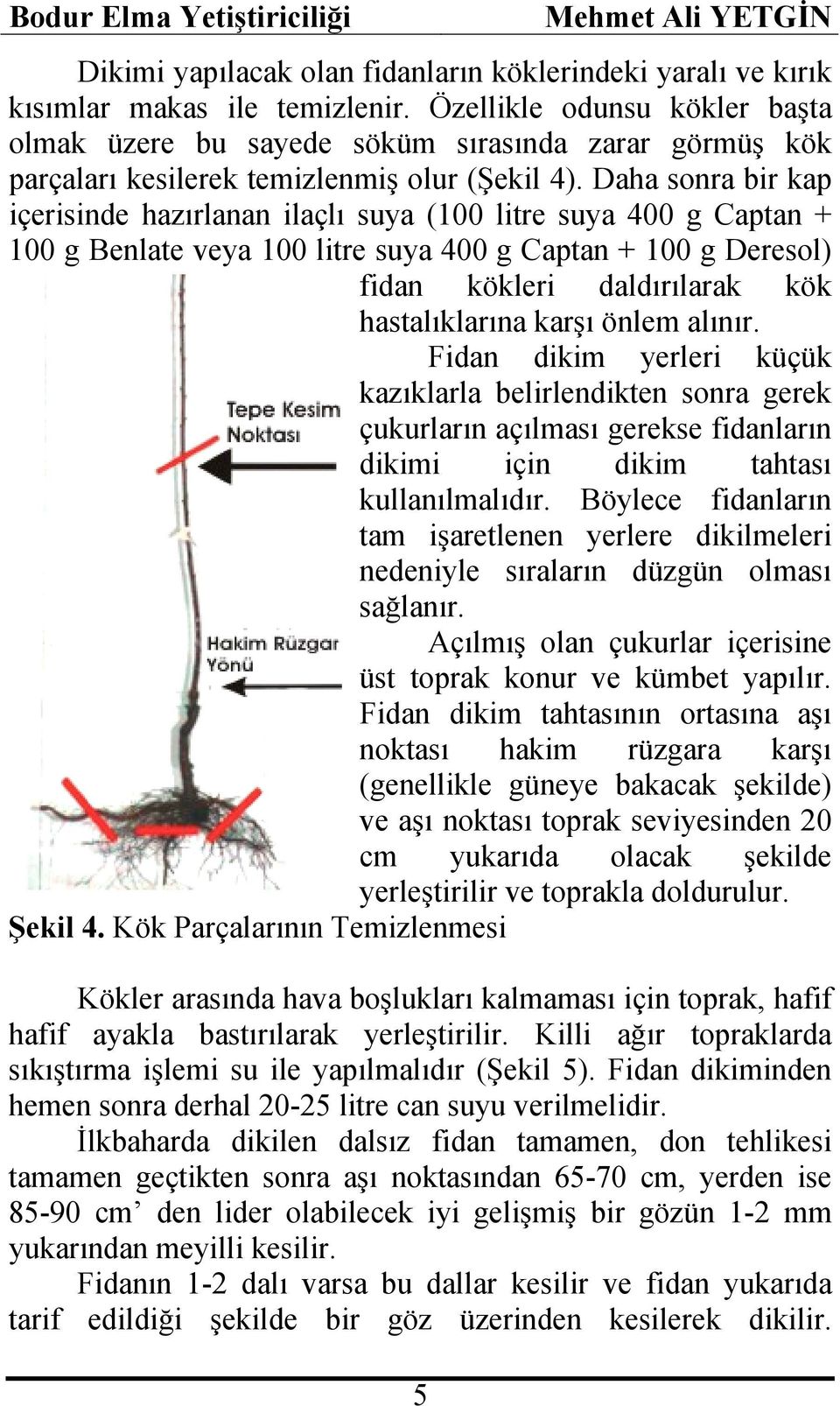 Daha sonra bir kap içerisinde hazırlanan ilaçlı suya (100 litre suya 400 g Captan + 100 g Benlate veya 100 litre suya 400 g Captan + 100 g Deresol) fidan kökleri daldırılarak kök hastalıklarına karşı