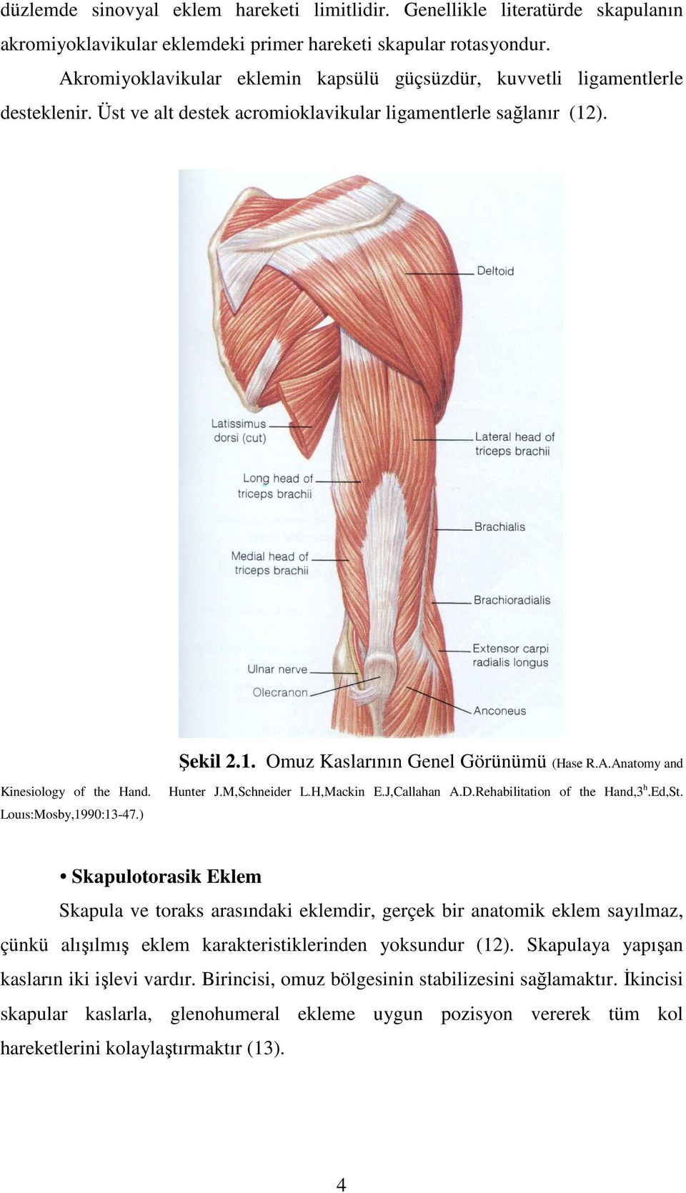 Louıs:Mosby,1990:13-47.) Hunter J.M,Schneider L.H,Mackin E.J,Callahan A.D.Rehabilitation of the Hand,3 h.ed,st.