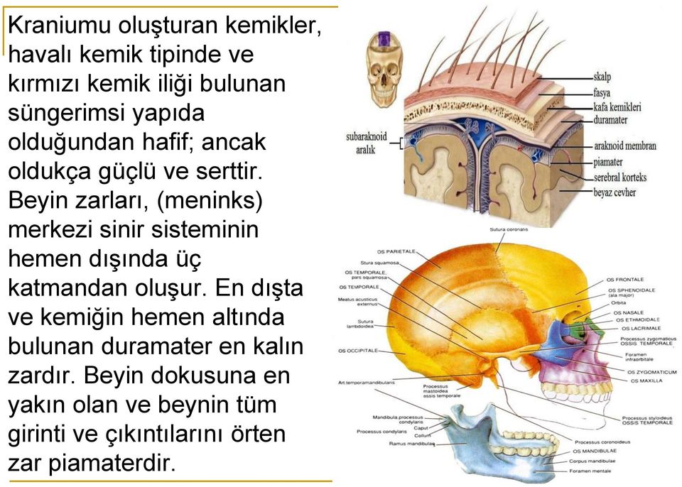 Beyin zarları, (meninks) merkezi sinir sisteminin hemen dışında üç katmandan oluşur.