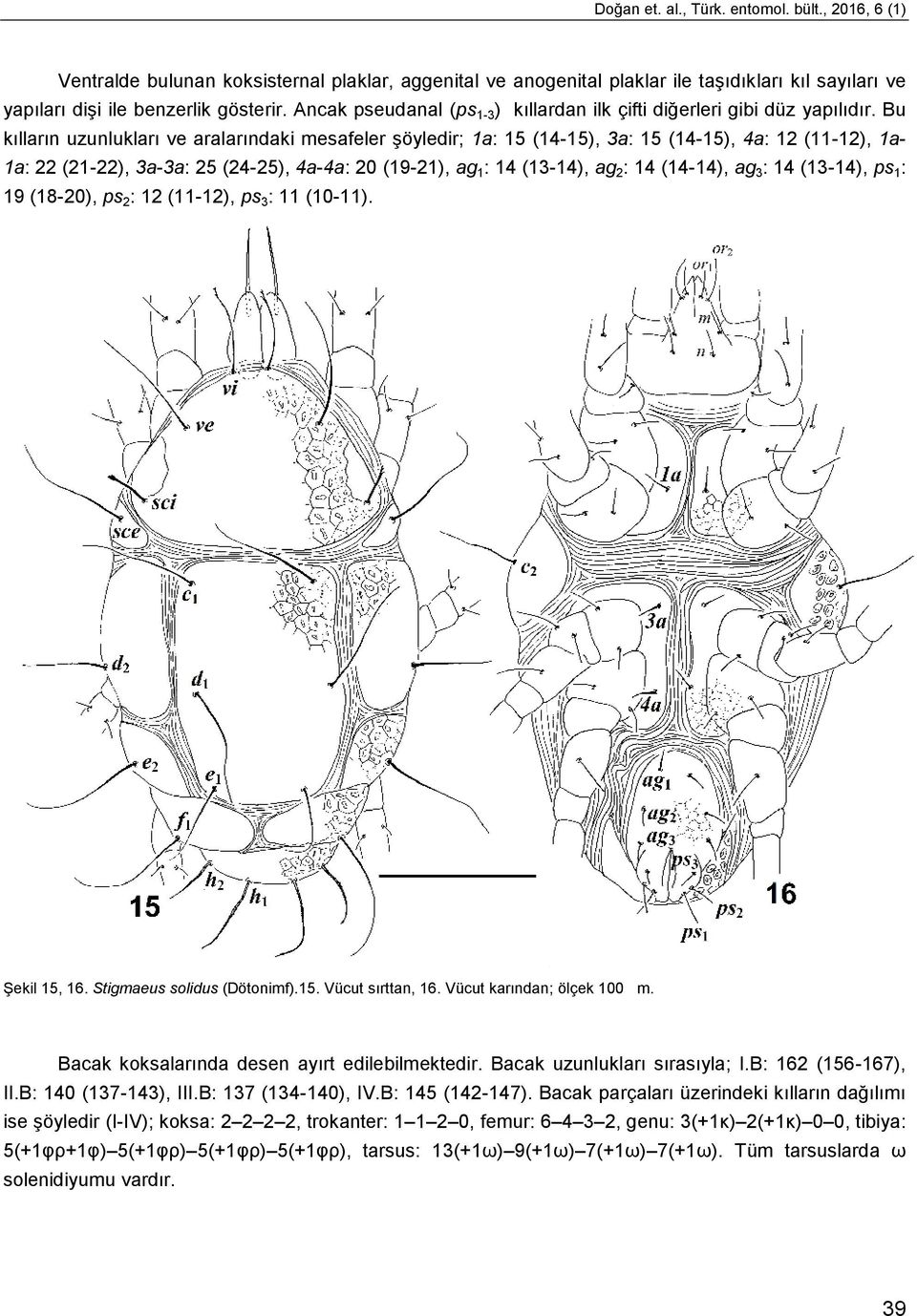 Bu kılların uzunlukları ve aralarındaki mesafeler şöyledir; 1a: 15 (14-15), 3a: 15 (14-15), 4a: 12 (11-12), 1a- 1a: 22 (21-22), 3a-3a: 25 (24-25), 4a-4a: 20 (19-21), ag 1 : 14 (13-14), ag 2 : 14