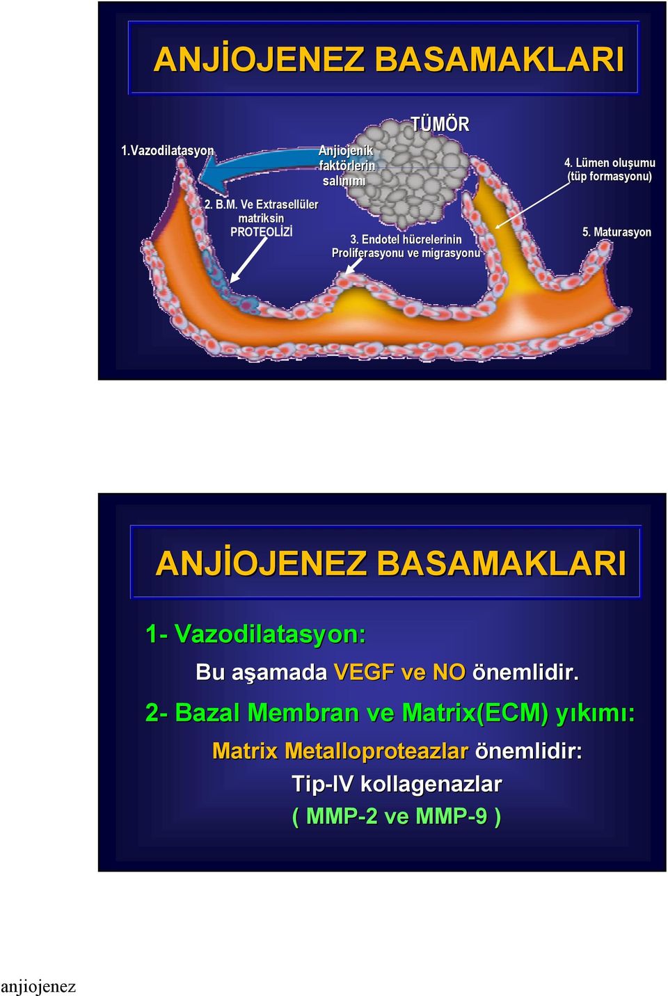 Maturasyon ANJİOJENEZ BASAMAKLARI 1- Vazodilatasyon: Bu aşamada a amada VEGF ve NO önemlidir.