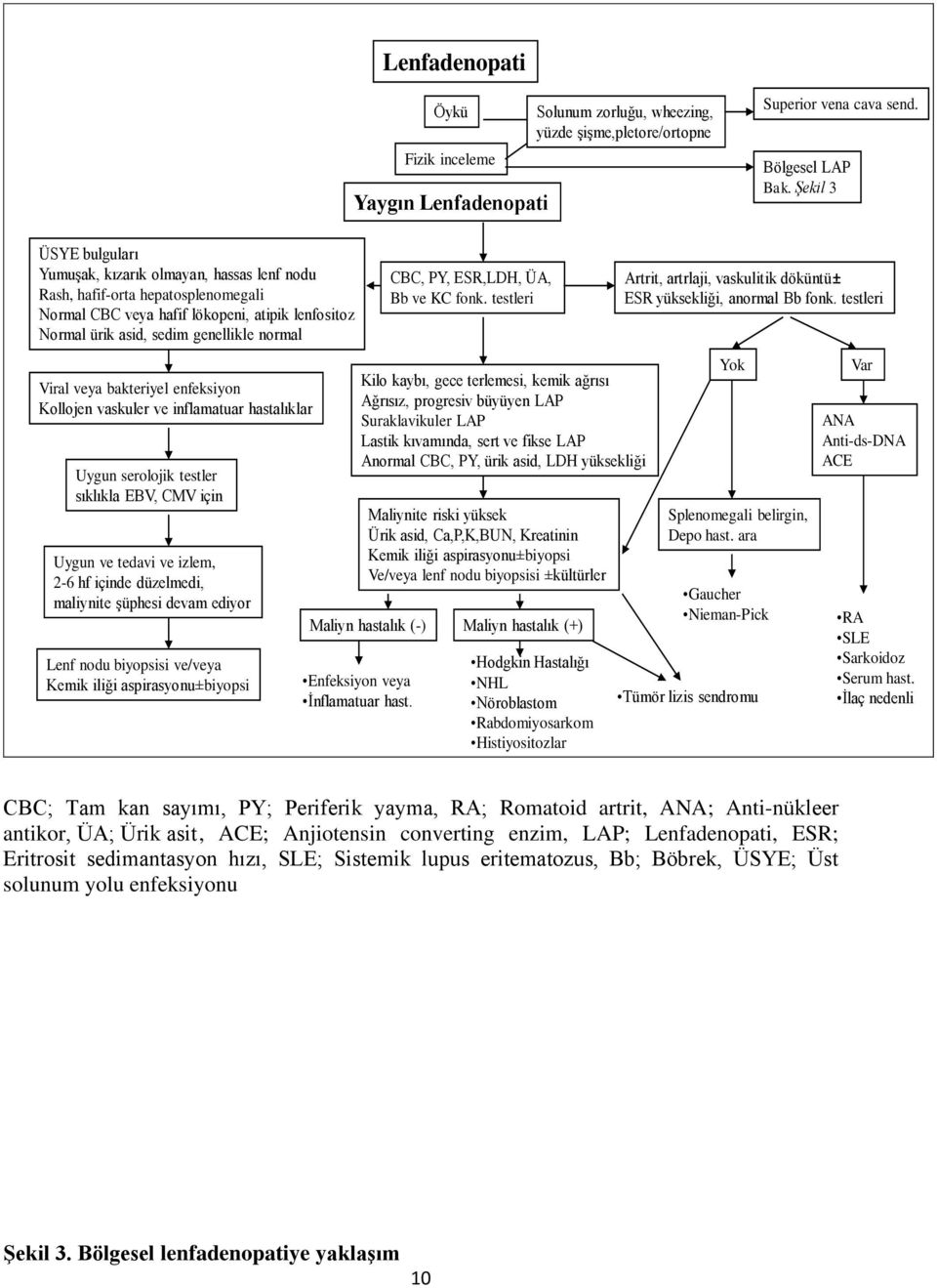 veya bakteriyel enfeksiyon Kollojen vaskuler ve inflamatuar hastalıklar Uygun serolojik testler sıklıkla EBV, CMV için Uygun ve tedavi ve izlem, 2-6 hf içinde düzelmedi, maliynite şüphesi devam