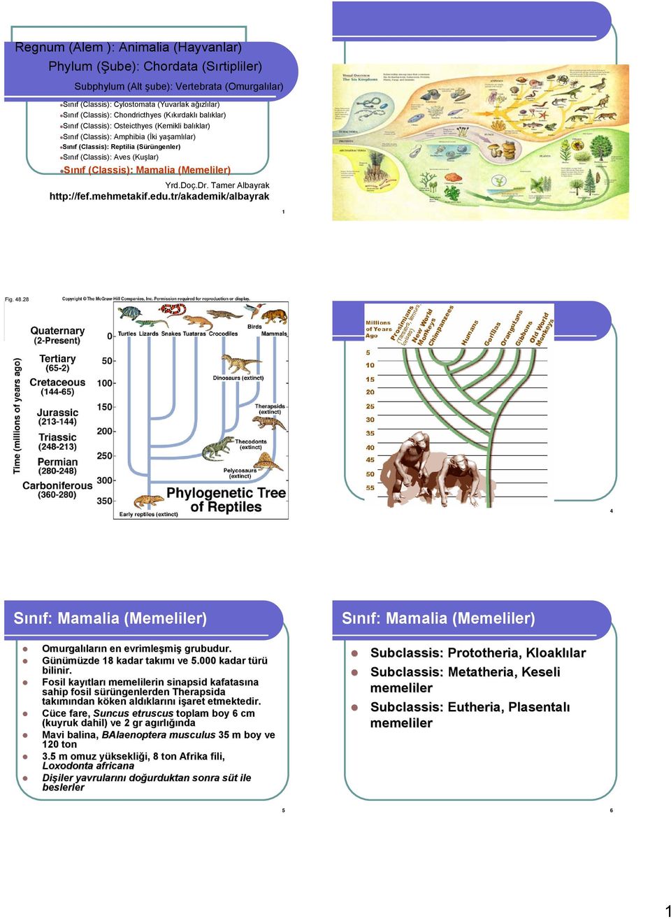 Sınıf (Classis): Mamalia (Memeliler) Yrd.Doç.Dr. Tamer Albayrak http://fef.mehmetakif.edu.tr/akademik/albayrak 1 2 Fig. 48.