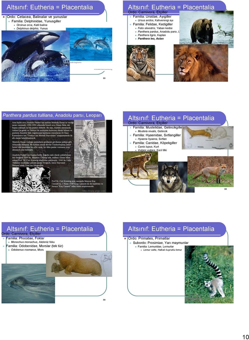 parsı, Leoparı Ordo: Carnivora, Etçiller Familia: Mustelidae, Gelincikgiller Mustela nivalis, Gelincik Familia: Hyaenidae, Sırtlangiller Hyaena hyaena, Sırtlan Familia: Canidae, Köpekgiller Canis