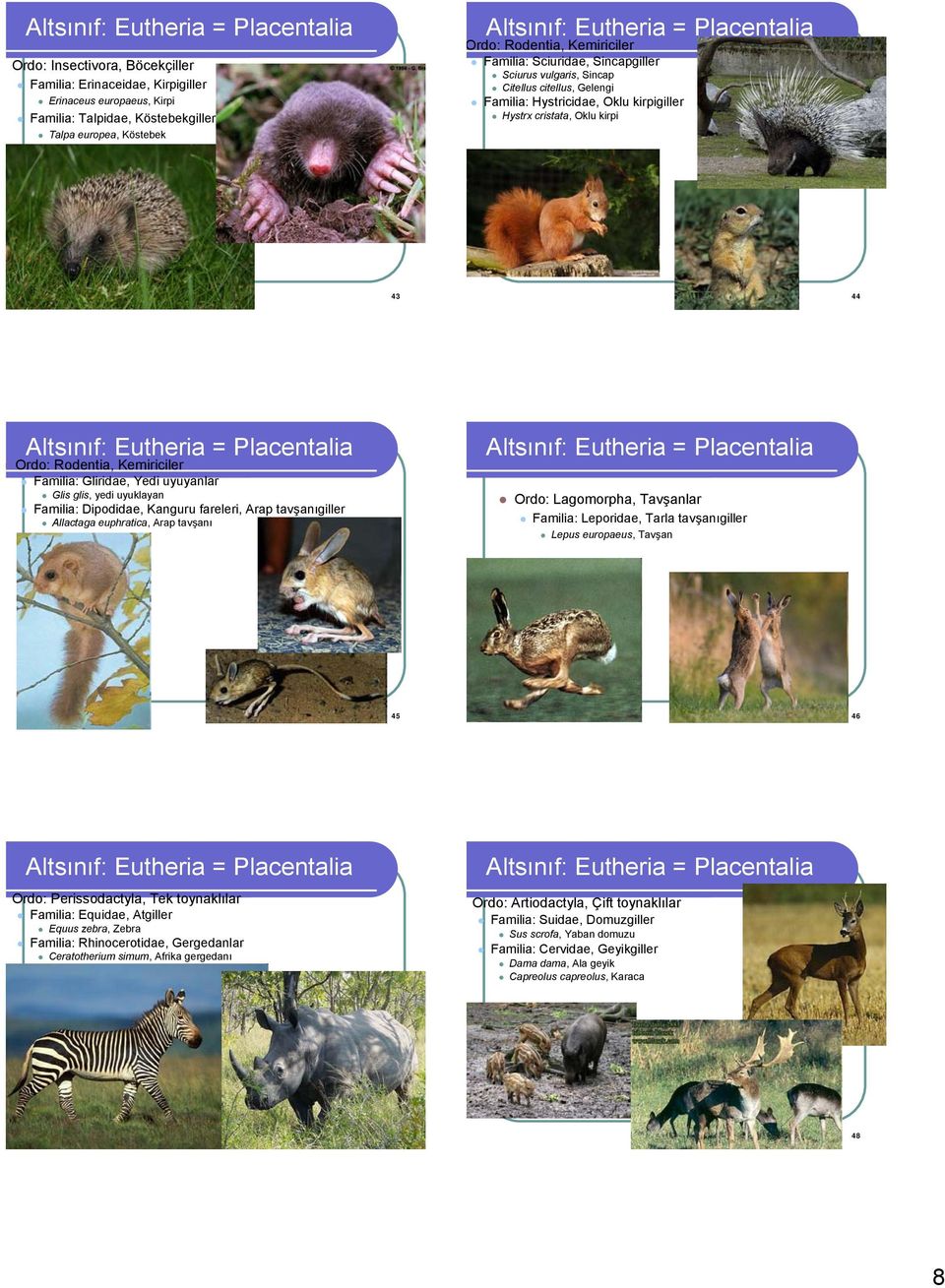 Glis glis, yedi uyuklayan Familia: Dipodidae, Kanguru fareleri, Arap tavşanıgiller Allactaga euphratica, Arap tavşanı Ordo: Lagomorpha, Tavşanlar Familia: Leporidae, Tarla tavşanıgiller Lepus