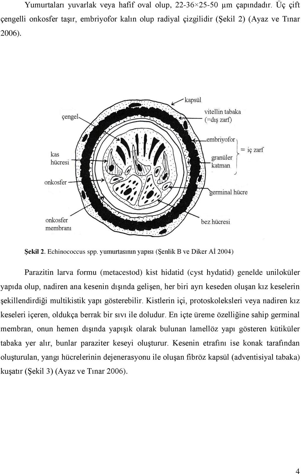 yumurtasının yapısı (Şenlik B ve Diker Aİ 2004) Parazitin larva formu (metacestod) kist hidatid (cyst hydatid) genelde uniloküler yapıda olup, nadiren ana kesenin dışında gelişen, her biri ayrı