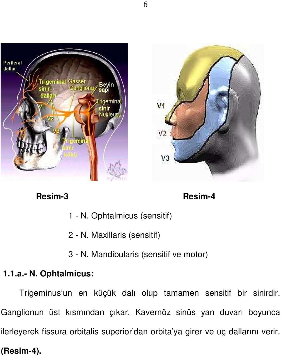 Ophtalmicus: Trigeminus un en küçük dalı olup tamamen sensitif bir sinirdir.