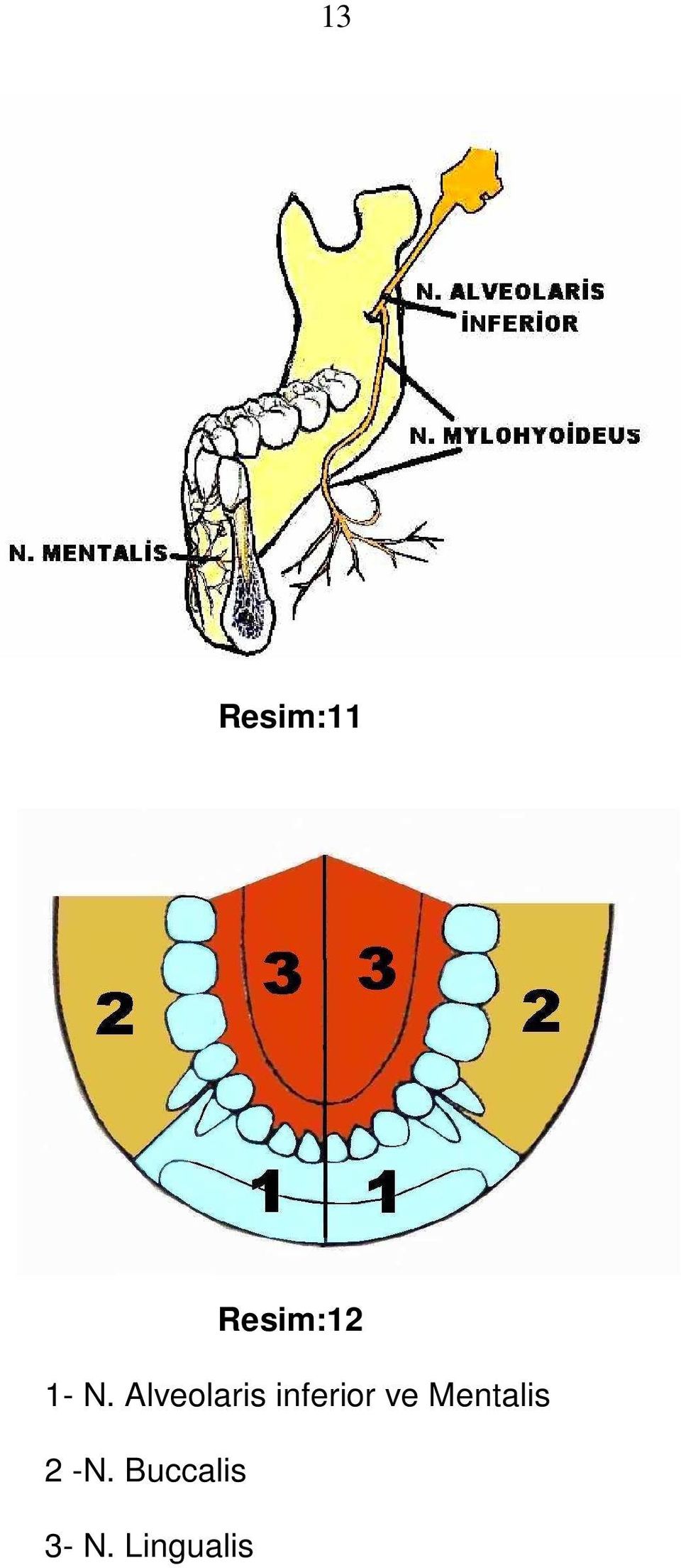 inferior ve Mentalis 2