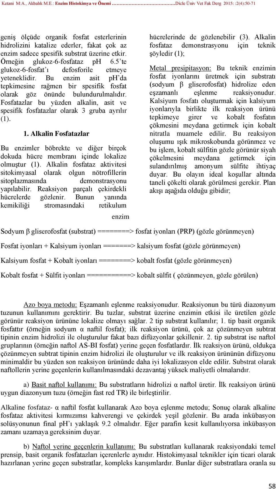 Fosfatazlar bu yüzden alkalin, asit ve spesifik fosfatazlar olarak 3 gruba ayrılır (1). 1. Alkalin Fosfatazlar Bu enzimler böbrekte ve diğer birçok dokuda hücre membranı içinde lokalize olmuştur (1).