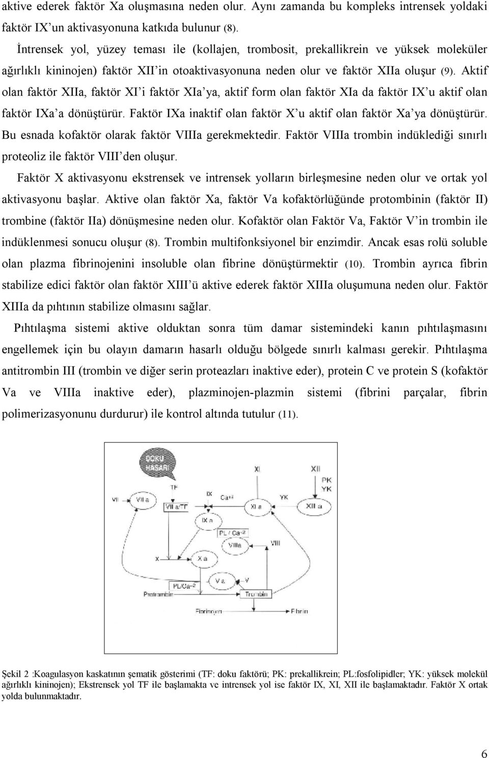 Aktif olan faktör XIIa, faktör XI i faktör XIa ya, aktif form olan faktör XIa da faktör IX u aktif olan faktör IXa a dönüştürür. Faktör IXa inaktif olan faktör X u aktif olan faktör Xa ya dönüştürür.