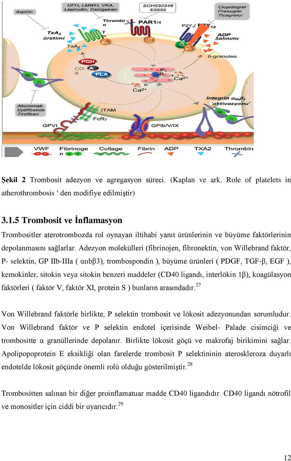 Adezyon molekülleri (fibrinojen, fibronektin, von Willebrand faktör, P- selektin, GP IIb-IIIa ( αııbβ3), trombospondin ), büyüme ürünleri ( PDGF, TGF-β, EGF ), kemokinler, sitokin veya sitokin