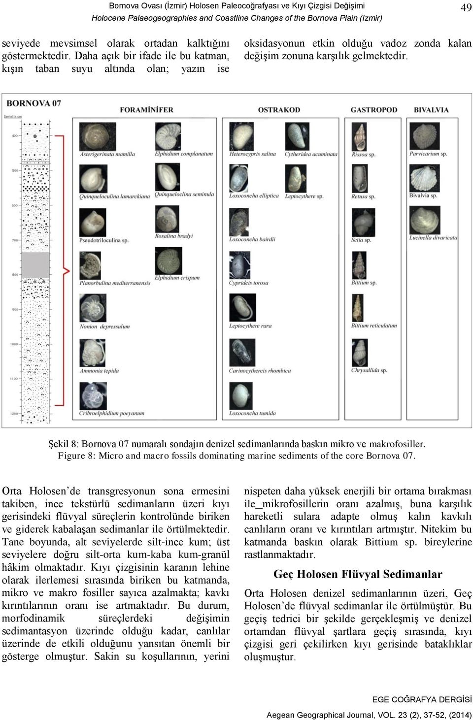 Şekil 8: Bornova 07 numaralı sondajın denizel sedimanlarında baskın mikro ve makrofosiller. Figure 8: Micro and macro fossils dominating marine sediments of the core Bornova 07.