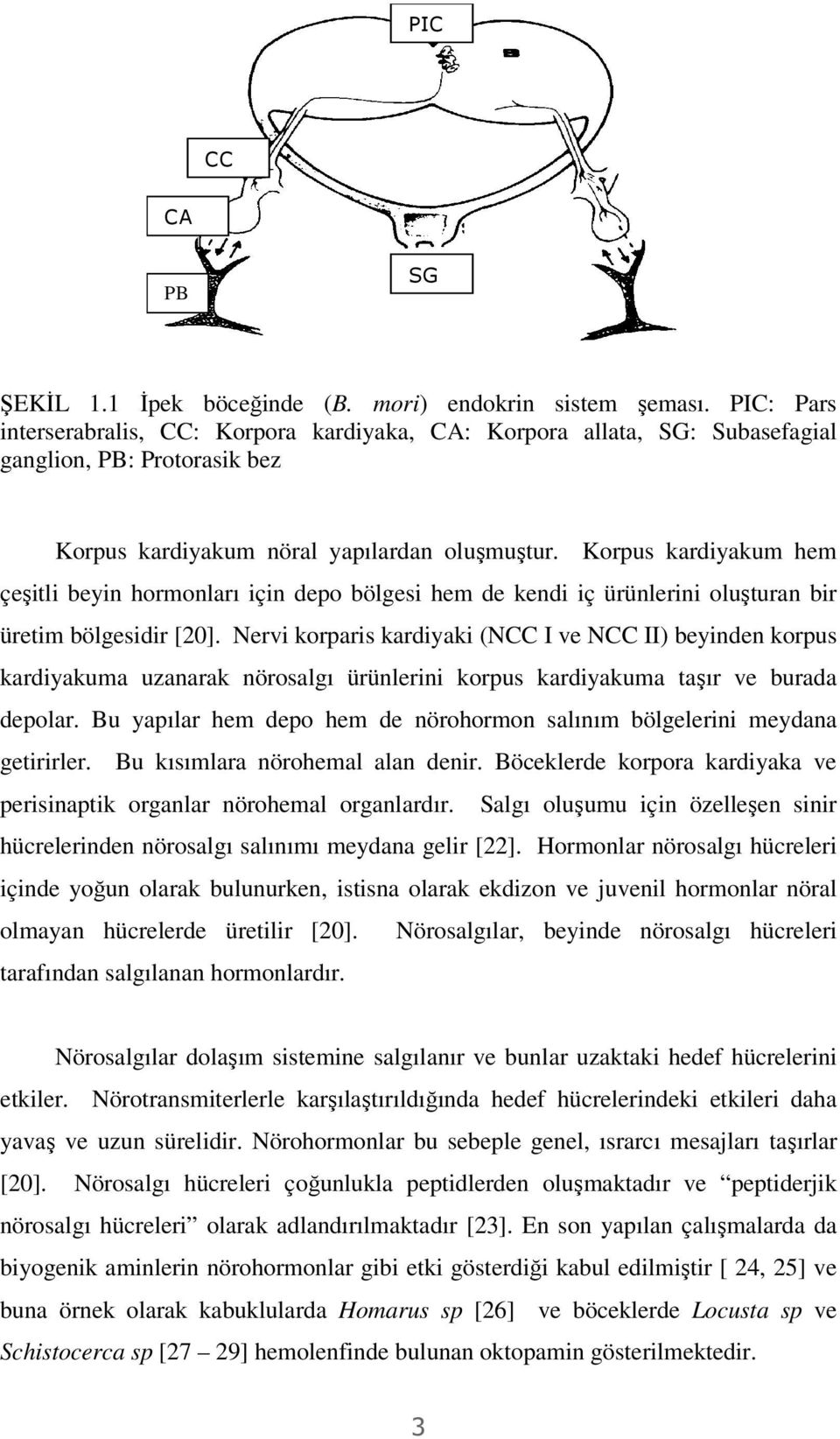 Korpus kardiyakum hem çeşitli beyin hormonları için depo bölgesi hem de kendi iç ürünlerini oluşturan bir üretim bölgesidir [20].