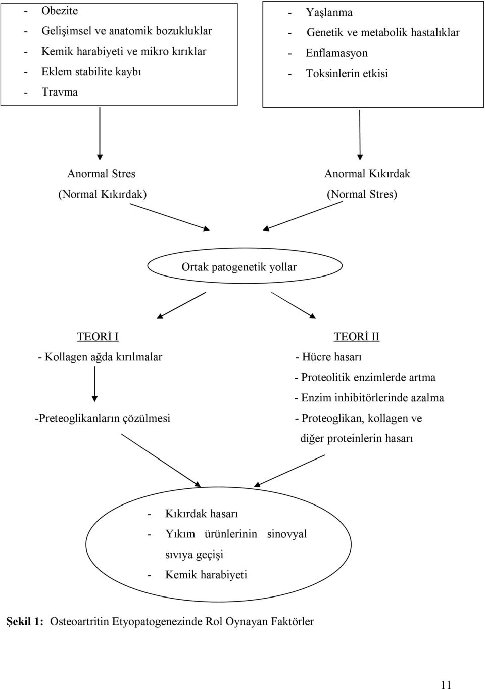 Kollagen ağda kırılmalar - Hücre hasarı - Proteolitik enzimlerde artma - Enzim inhibitörlerinde azalma -Preteoglikanların çözülmesi - Proteoglikan, kollagen ve