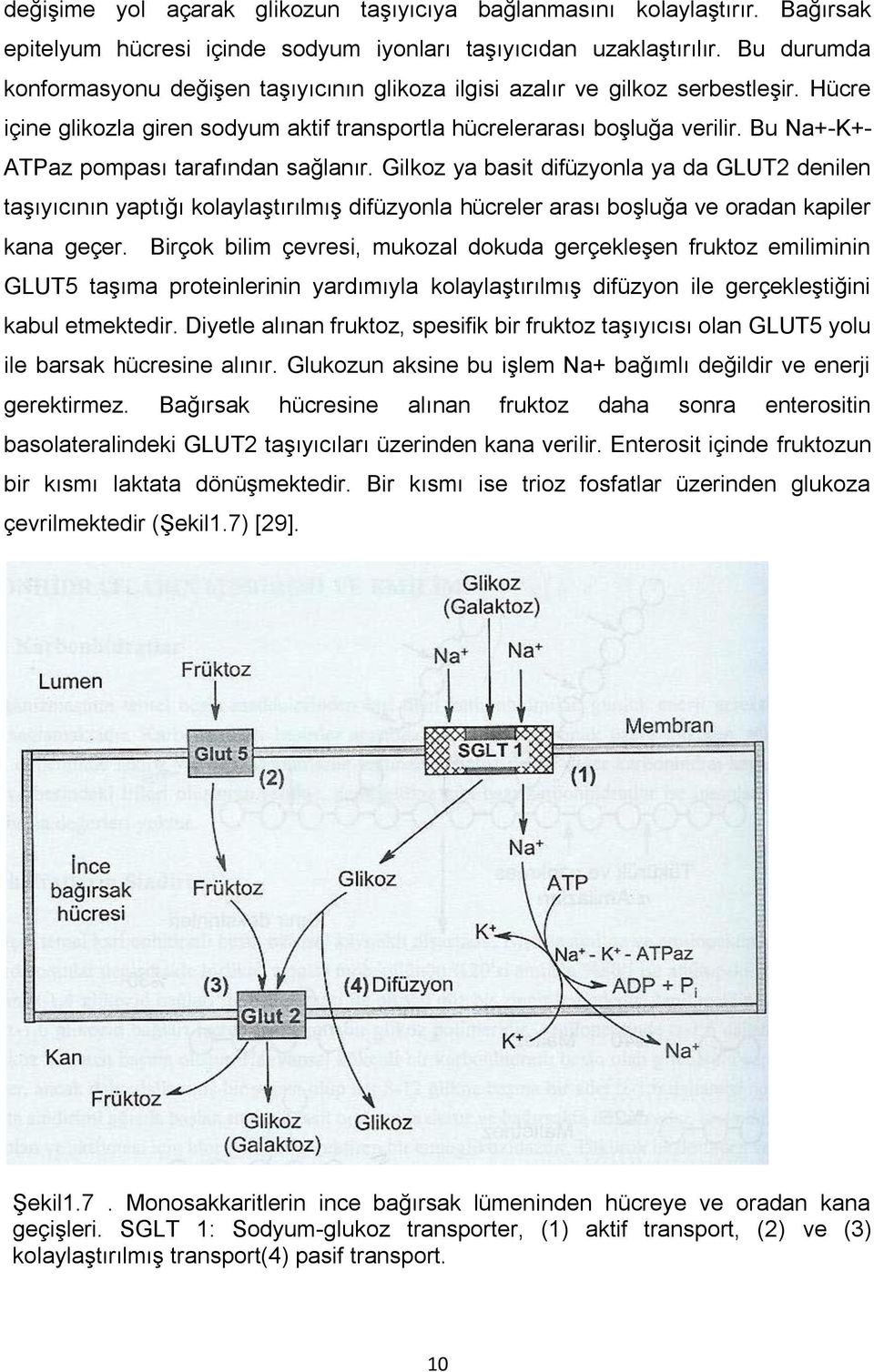 Bu Na+-K+- ATPaz pompası tarafından sağlanır. Gilkoz ya basit difüzyonla ya da GLUT2 denilen taşıyıcının yaptığı kolaylaştırılmış difüzyonla hücreler arası boşluğa ve oradan kapiler kana geçer.