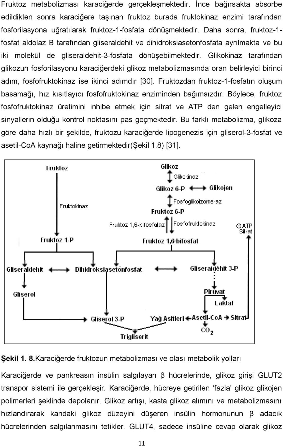 Daha sonra, fruktoz-1- fosfat aldolaz B tarafından gliseraldehit ve dihidroksiasetonfosfata ayrılmakta ve bu iki molekül de gliseraldehit-3-fosfata dönüşebilmektedir.