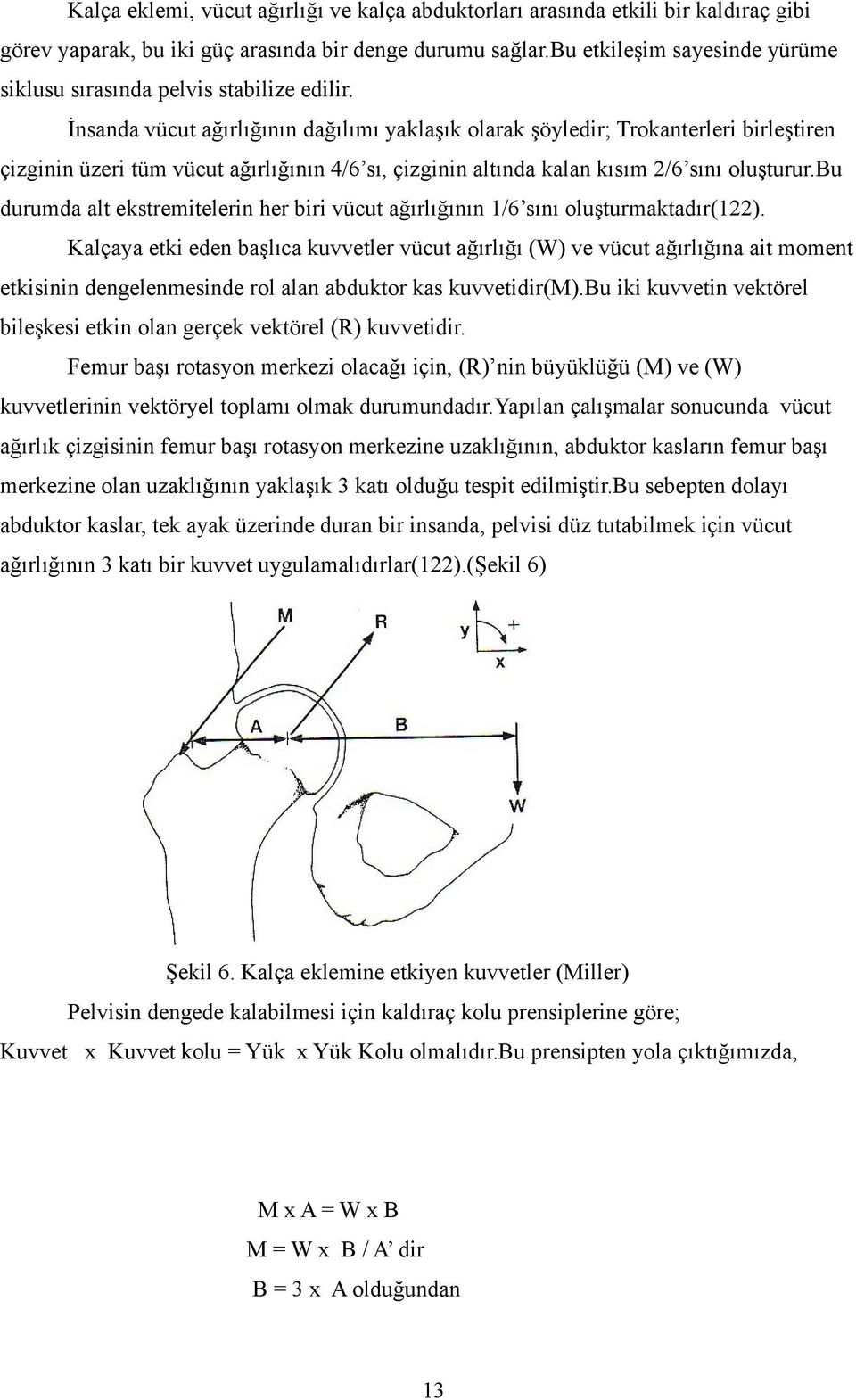 İnsanda vücut ağırlığının dağılımı yaklaşık olarak şöyledir; Trokanterleri birleştiren çizginin üzeri tüm vücut ağırlığının 4/6 sı, çizginin altında kalan kısım 2/6 sını oluşturur.