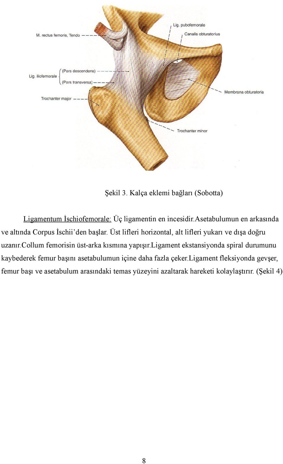 Üst lifleri horizontal, alt lifleri yukarı ve dışa doğru uzanır.collum femorisin üst-arka kısmına yapışır.