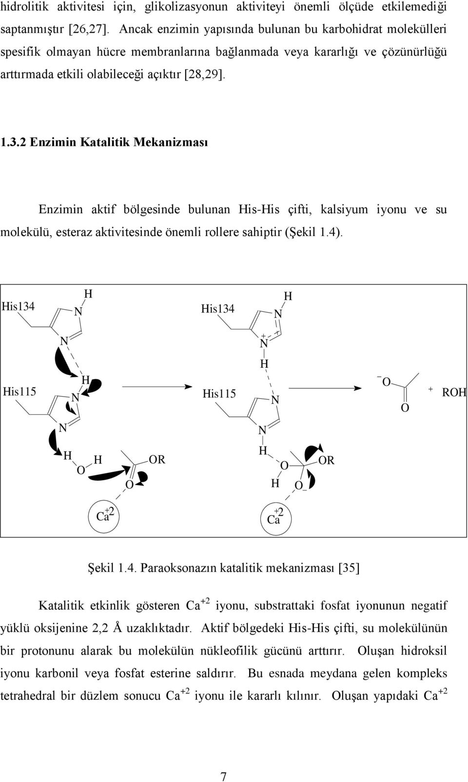 2 Enzimin Katalitik Mekanizması Enzimin aktif bölgesinde bulunan His-His çifti, kalsiyum iyonu ve su molekülü, esteraz aktivitesinde önemli rollere sahiptir (Şekil 1.4).