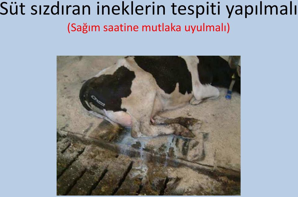 yapılmalı (Sağım