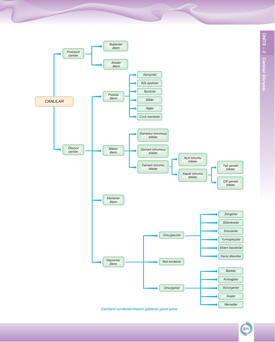 bitkiler Tek çenekli bitkiler Çift çenekli bitkiler Mantarlar âlemi Süngerler Sölentereler Omurgas zlar Solucanlar Yumuflakçalar Eklem bacakl lar