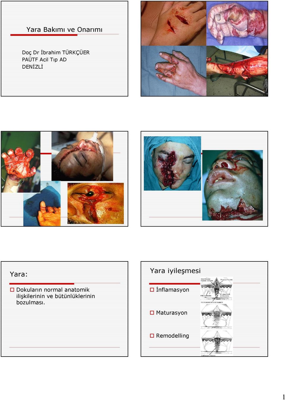 Dokuların normal anatomik ilişkilerinin ve