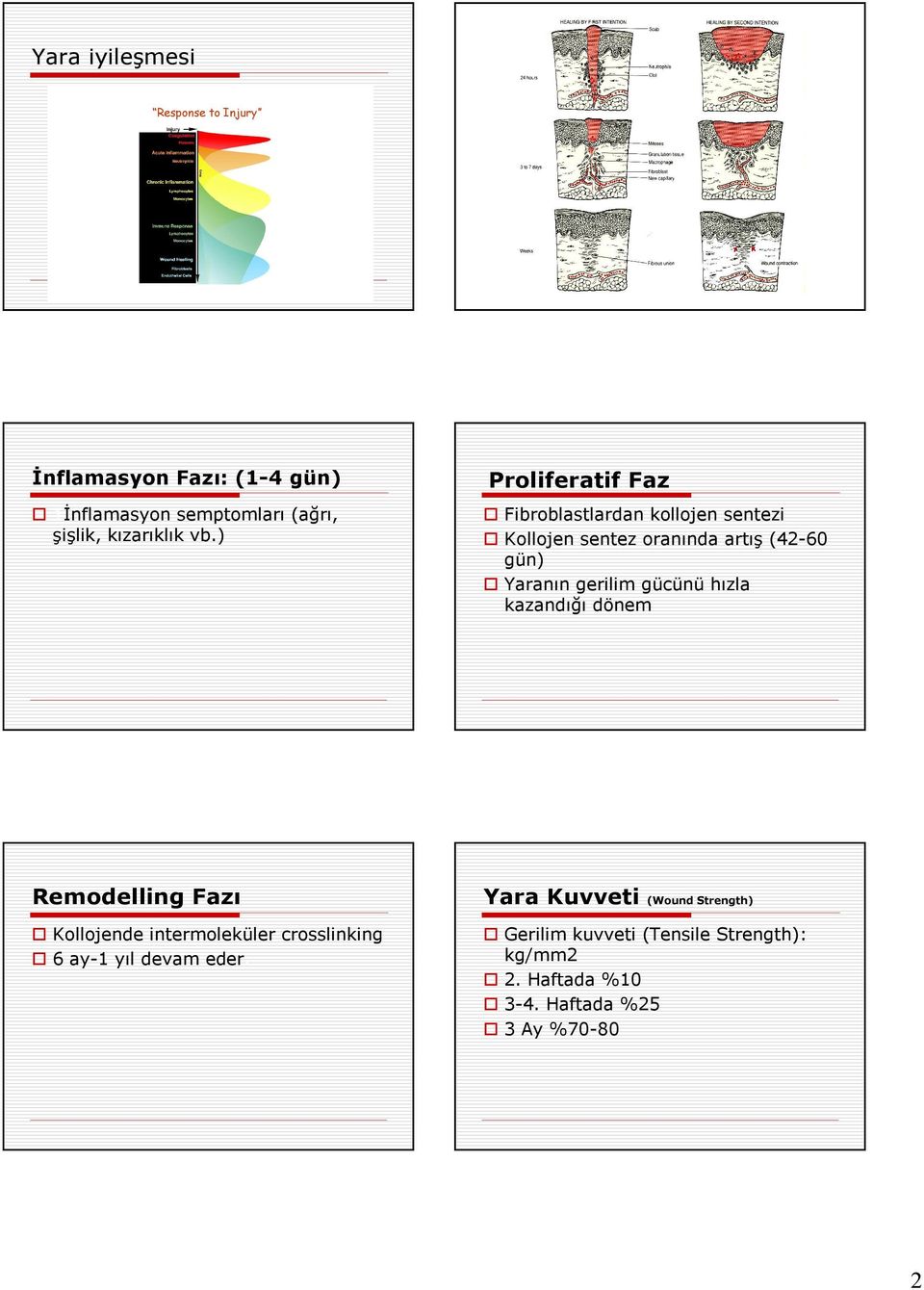 ) Fibroblastlardan kollojen sentezi Kollojen sentez oranında artış (42-60 gün) Yaranın gerilim gücünü hızla