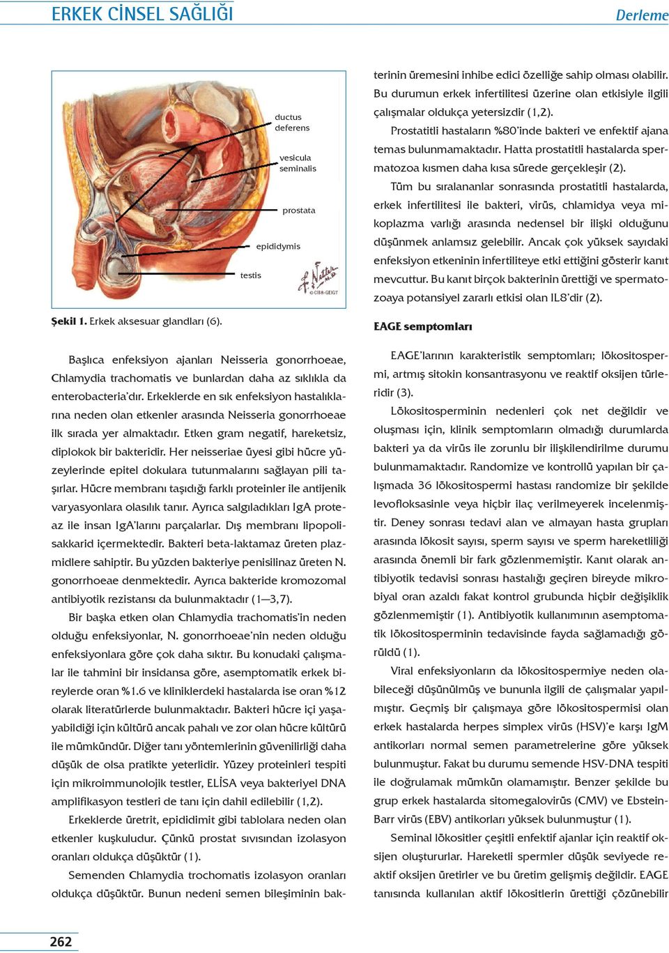 Erkeklerde en sık enfeksiyon hastalıklarına neden olan etkenler arasında Neisseria gonorrhoeae ilk sırada yer almaktadır. Etken gram negatif, hareketsiz, diplokok bir bakteridir.