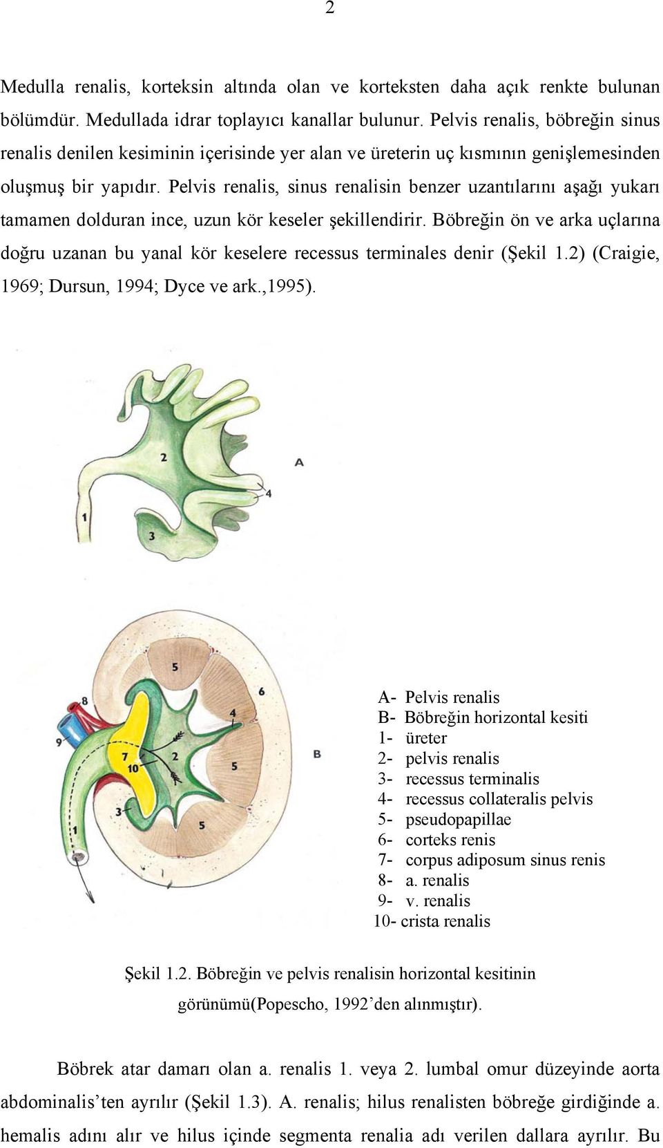 Pelvis renalis, sinus renalisin benzer uzantılarını aşağı yukarı tamamen dolduran ince, uzun kör keseler şekillendirir.