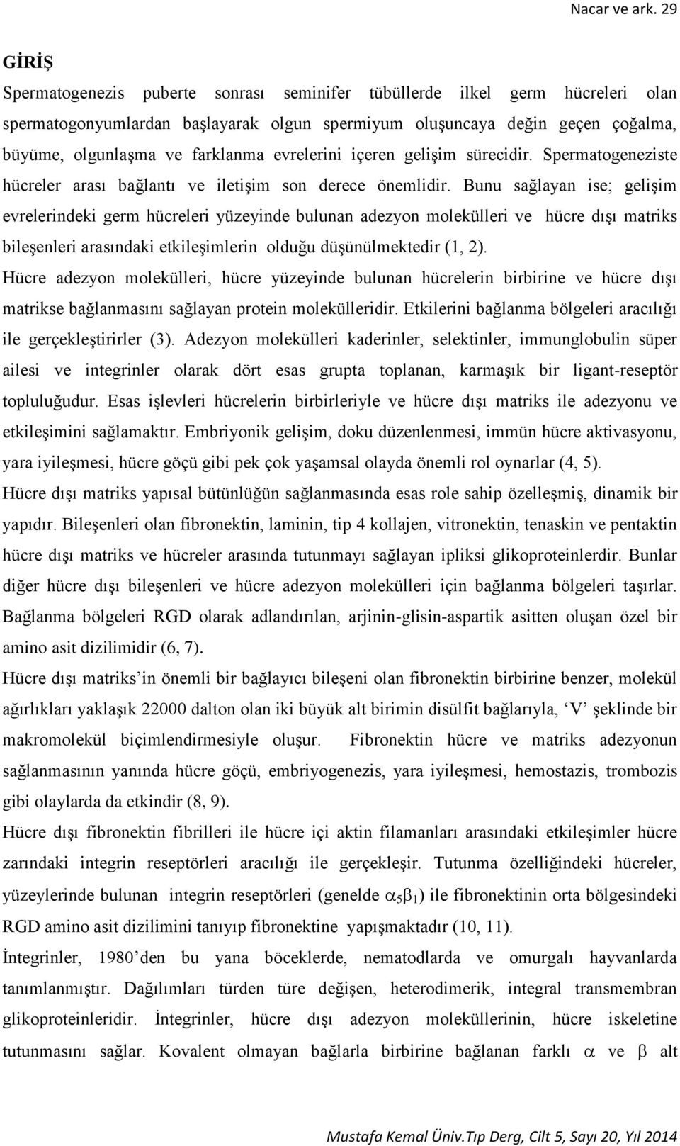 evrelerini içeren gelişim sürecidir. Spermatogeneziste hücreler arası bağlantı ve iletişim son derece önemlidir.