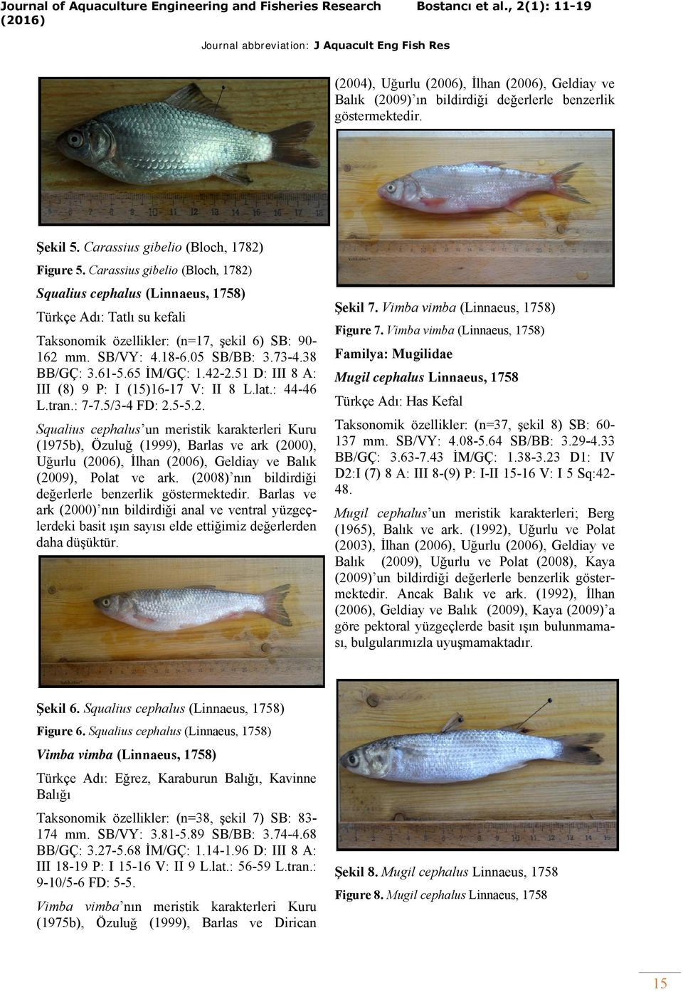 Carassius gibelio (Bloch, 1782) Squalius cephalus (Linnaeus, 1758) Türkçe Adı: Tatlı su kefali Taksonomik özellikler: (n=17, şekil 6) SB: 90162 mm. SB/VY: 4.186.05 SB/BB: 3.734.38 BB/GÇ: 3.615.