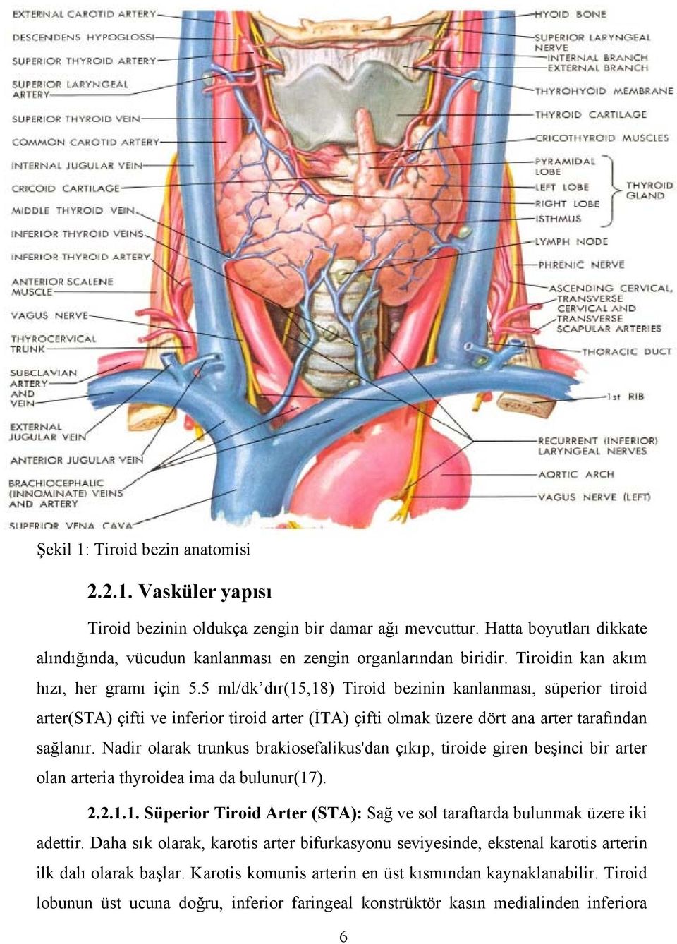 5 ml/dk dır(15,18) Tiroid bezinin kanlanması, süperior tiroid arter(sta) çifti ve inferior tiroid arter (İTA) çifti olmak üzere dört ana arter tarafından sağlanır.