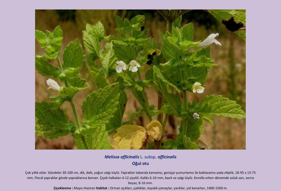 Floral yapraklar gövde yapraklarına benzer. Çiçek halkaları 4-12 çiçekli. Kaliks 6-10 mm, basit ve salgı tüylü.