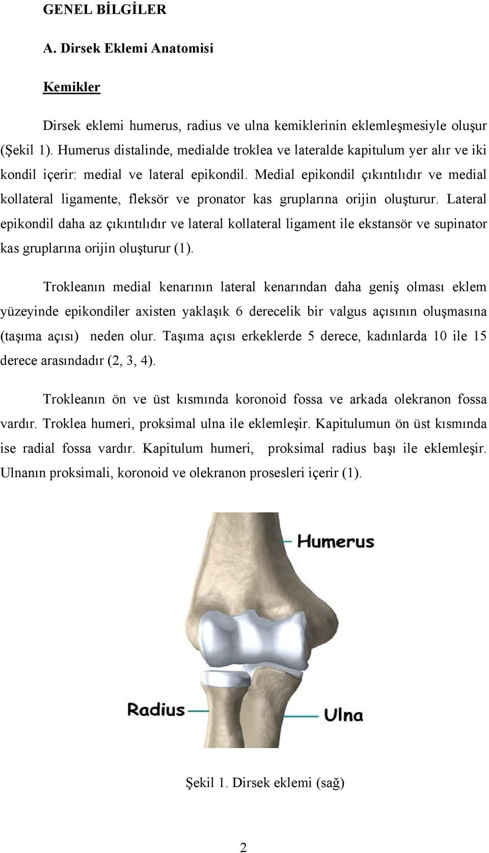 Medial epikondil çıkıntılıdır ve medial kollateral ligamente, fleksör ve pronator kas gruplarına orijin oluşturur.