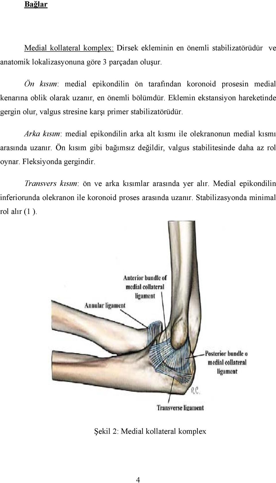 Eklemin ekstansiyon hareketinde gergin olur, valgus stresine karşı primer stabilizatörüdür. Arka kısım: medial epikondilin arka alt kısmı ile olekranonun medial kısmı arasında uzanır.