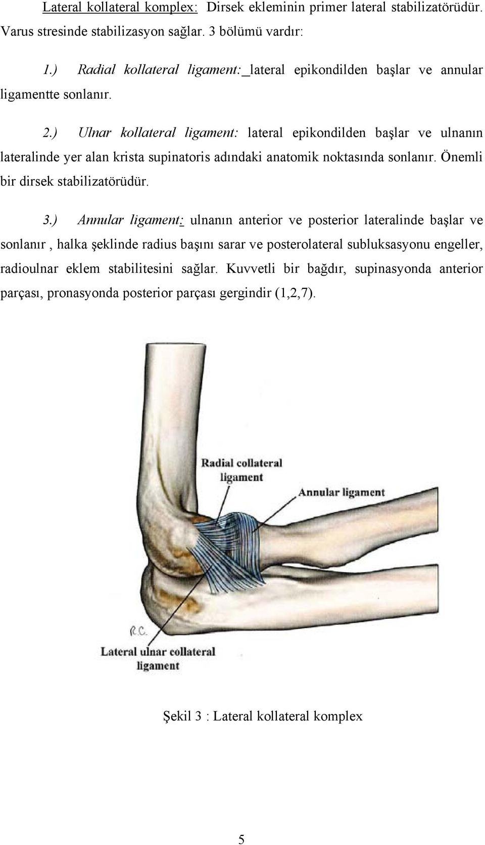 ) Ulnar kollateral ligament: lateral epikondilden başlar ve ulnanın lateralinde yer alan krista supinatoris adındaki anatomik noktasında sonlanır. Önemli bir dirsek stabilizatörüdür. 3.