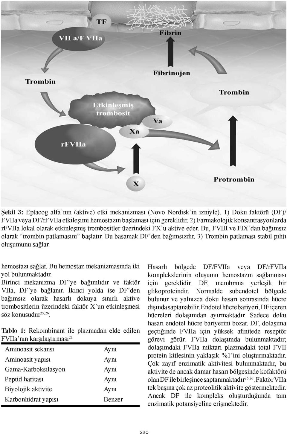 Bu basamak DF den bağımsızdır. 3) Trombin patlaması stabil pıhtı oluşumunu sağlar. hemostazı sağlar. Bu hemostaz mekanizmasında iki yol bulunmaktadır.