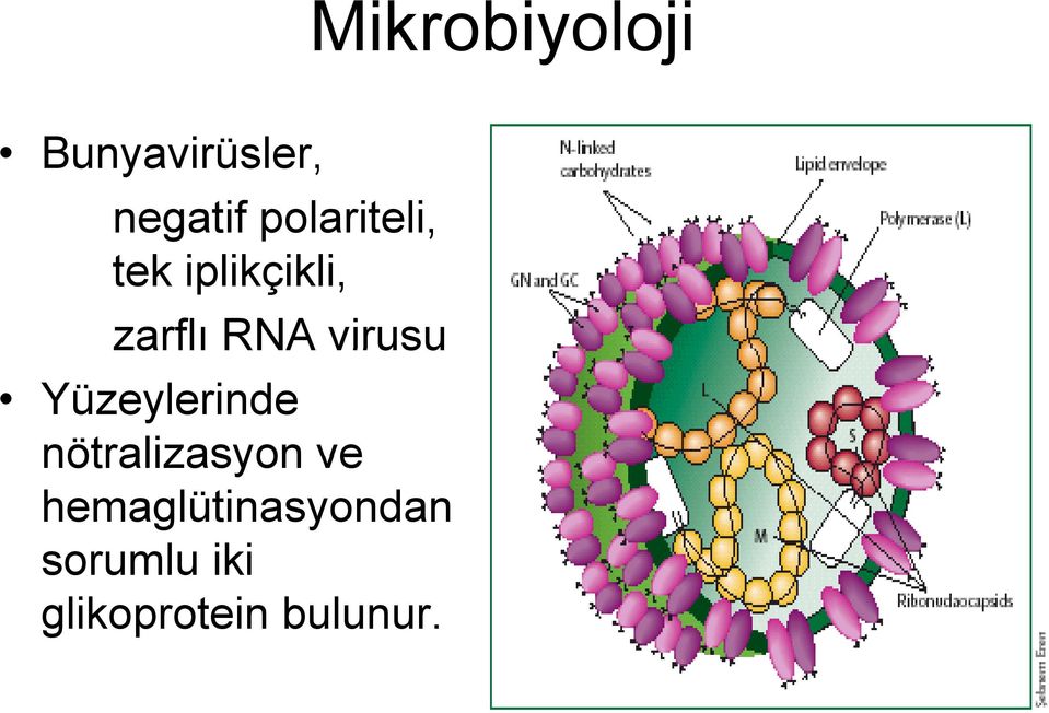 virusu Yüzeylerinde nötralizasyon ve