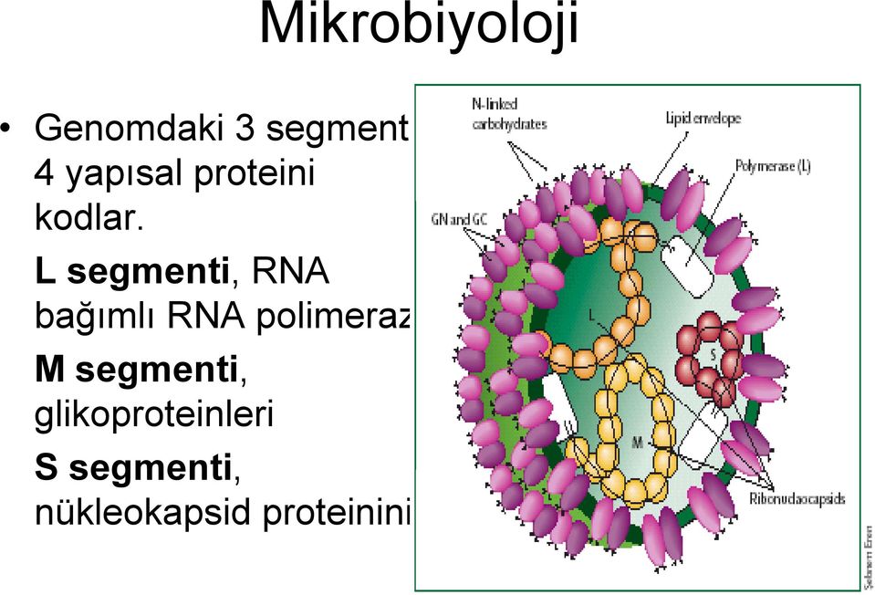 L segmenti, RNA bağımlı RNA polimerazı M