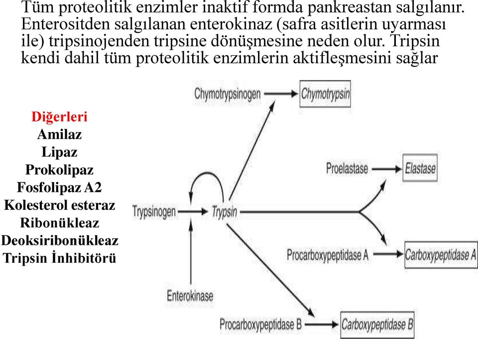 dönüģmesine neden olur.