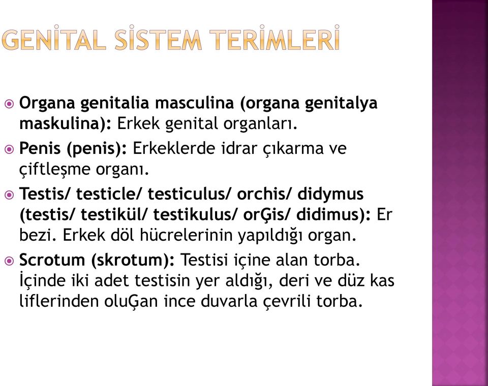 Testis/ testicle/ testiculus/ orchis/ didymus (testis/ testikül/ testikulus/ orģis/ didimus): Er bezi.