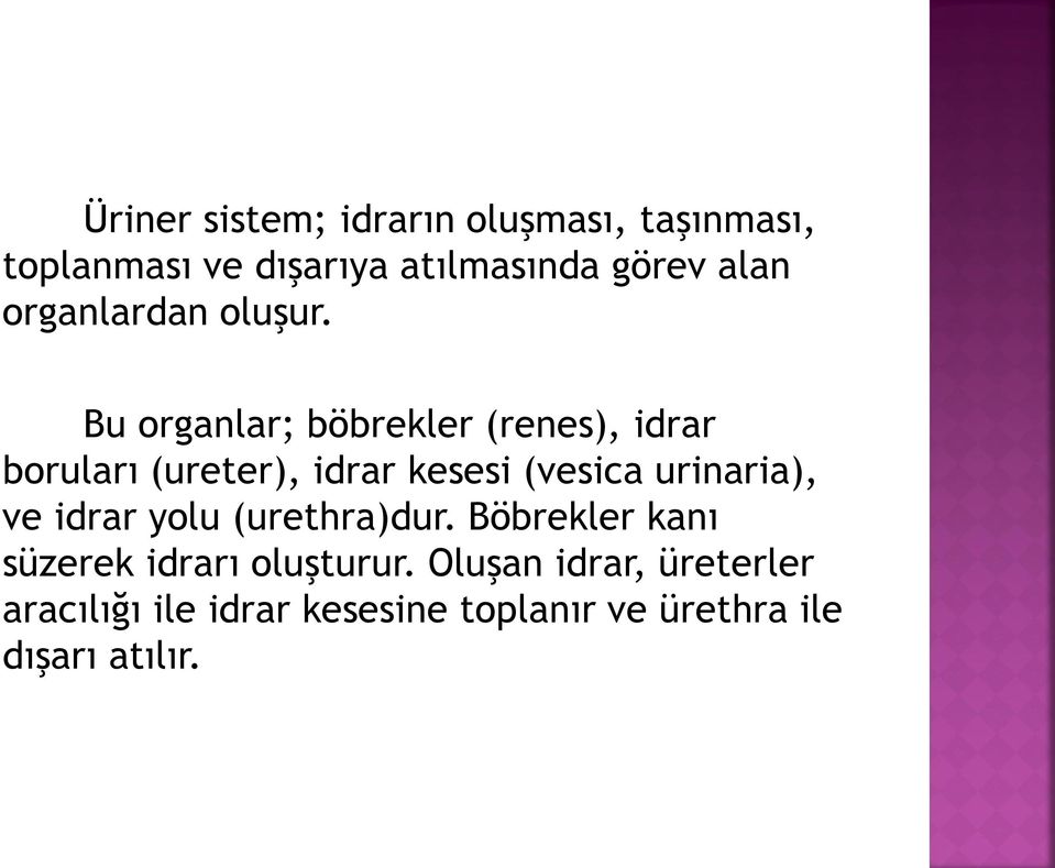 Bu organlar; böbrekler (renes), idrar boruları (ureter), idrar kesesi (vesica urinaria),