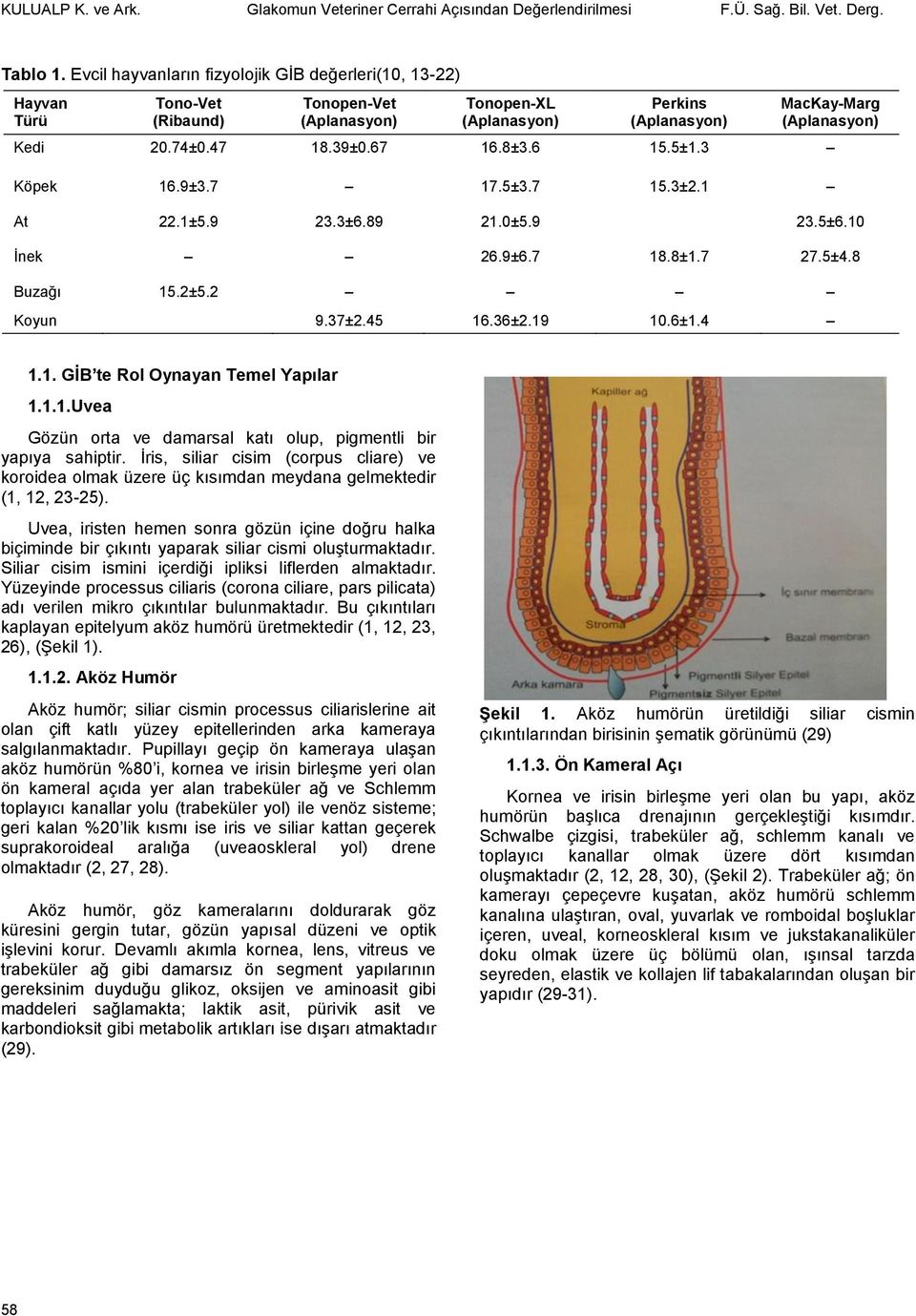 39±0.67 16.8±3.6 15.5±1.3 Köpek 16.9±3.7 17.5±3.7 15.3±2.1 At 22.1±5.9 23.3±6.89 21.0±5.9 23.5±6.10 İnek 26.9±6.7 18.8±1.7 27.5±4.8 Buzağı 15.2±5.2 Koyun 9.37±2.45 16.36±2.19 10.6±1.4 1.1. GİB te Rol Oynayan Temel Yapılar 1.