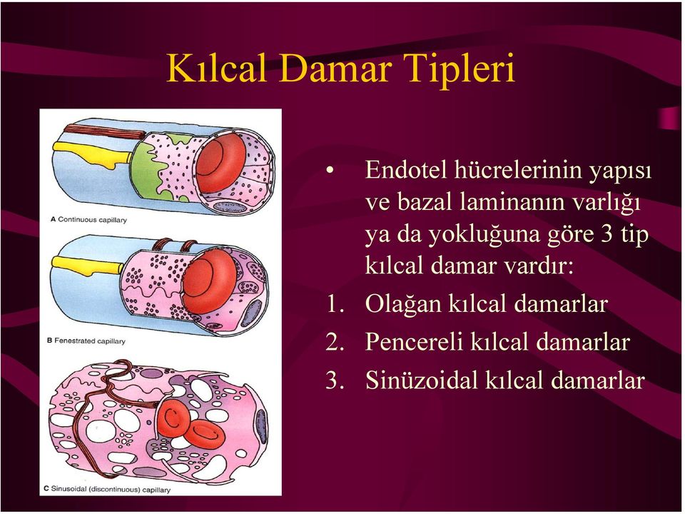 kılcal damar vardır: 1. Olağan kılcal damarlar 2.