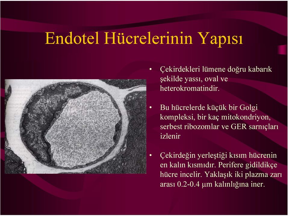 . Bu hücrelerde küçük bir Golgi kompleksi, bir kaç mitokondriyon, serbest ribozomlar ve